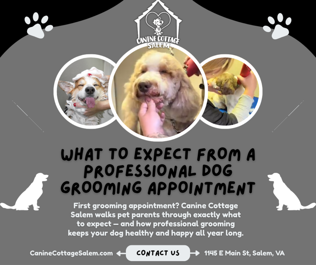 Professional Dog Grooming in Salem VA | What to Know
