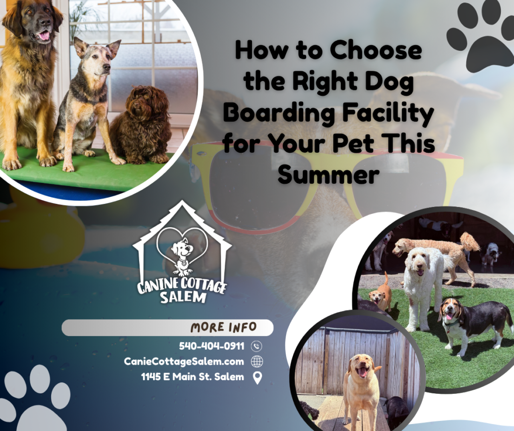 Dog Boarding in Salem VA | What to Look For
