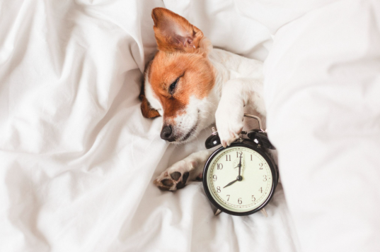 Why Now is the Time to Book Holiday Boarding for Your Dog