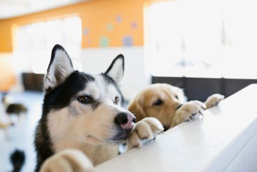Two dogs waiting at a counter to symbolize holiday boarding availability.
