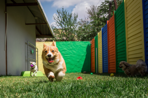 Doggy Daycare in Salem VA, and Why it is Helpful